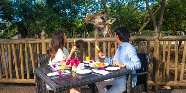 Breakfast giraffes casela nature parks (9)